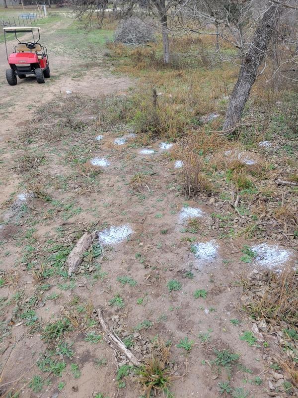 Leaf Cutter ants are bad in Karnes County, Texas