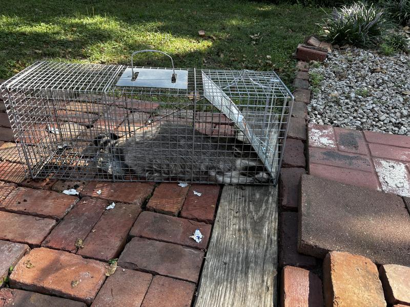 If you look the door and trigger eventually bend with each catch.