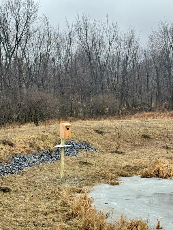 Perfect for our restored wetlands area