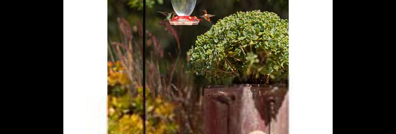 photo from online catalog