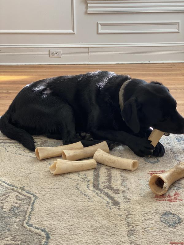 Needless to say he is a bone hoarder