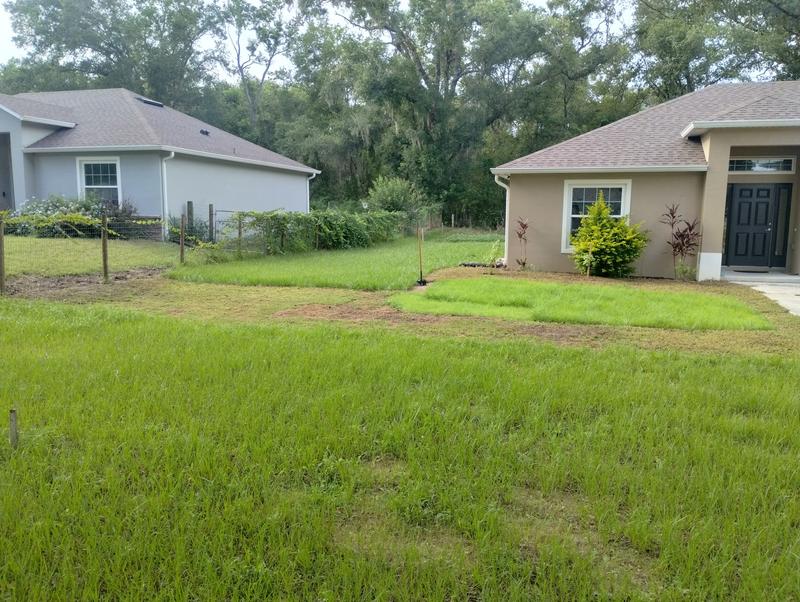 The prettiest grass in the yard, I cut very low around it before torching & spraying weed killer. The patches up front are from weed removal. You can see the new seed growth there also.