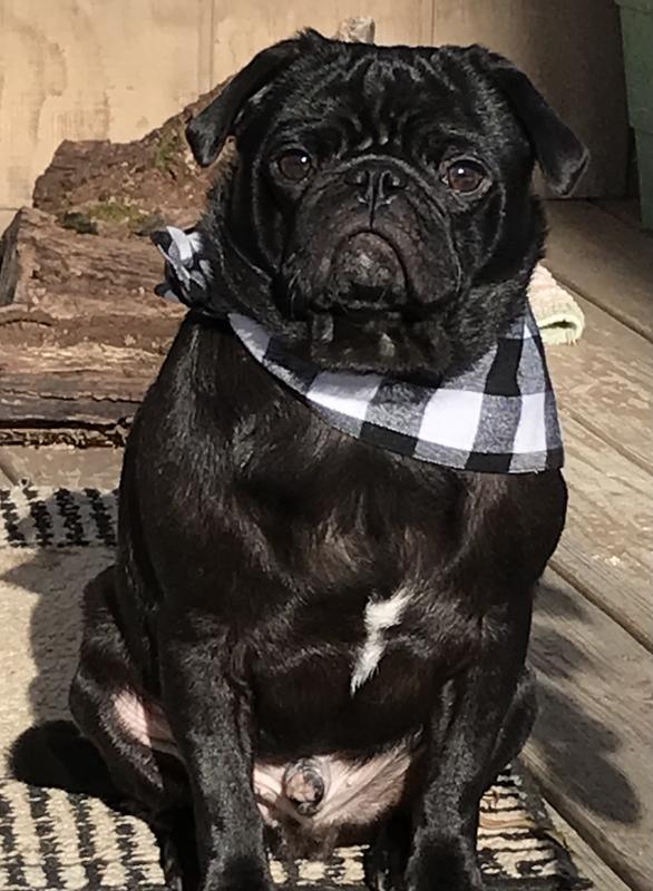 Senior small dog with dry eyes.