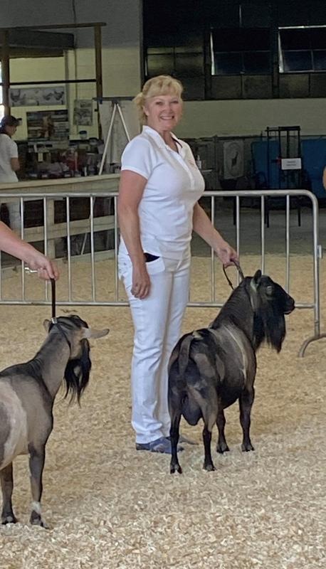 Grand Champion Nigerian Dwarf Buck!