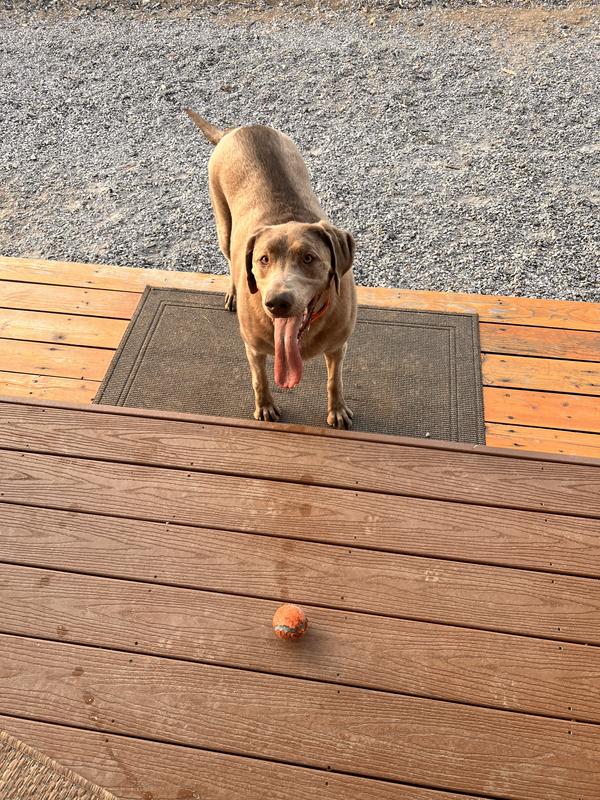 Ball is life!