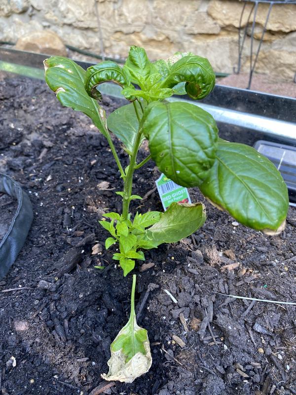 2 plants