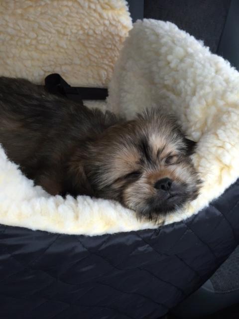 Tank sleeping in the new car seat