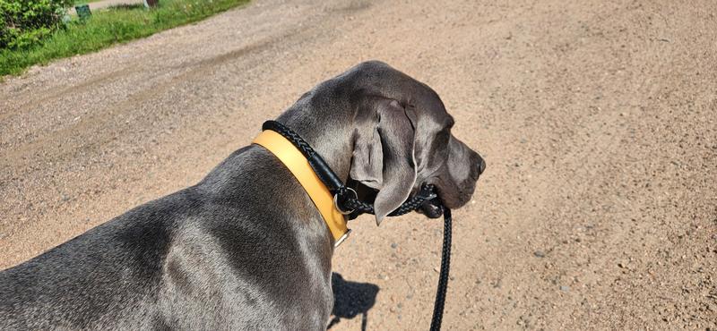 The leash works so well he just prefers to hold it himself and no more pulling :)