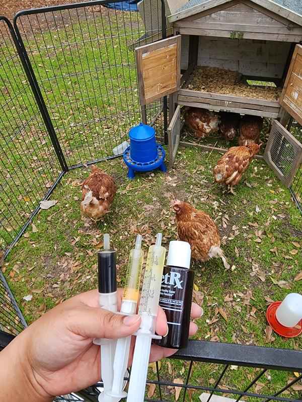 Had to quarantine a set of new birds. They were horribly sick with a pretty bad respiratory infection.