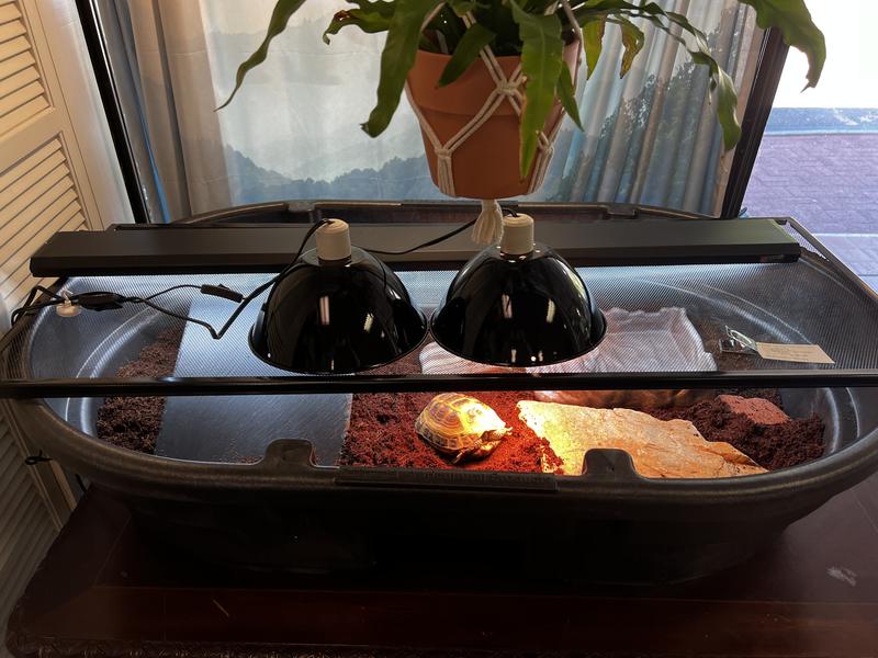 Temporary Russian Tortoise Enclosure!