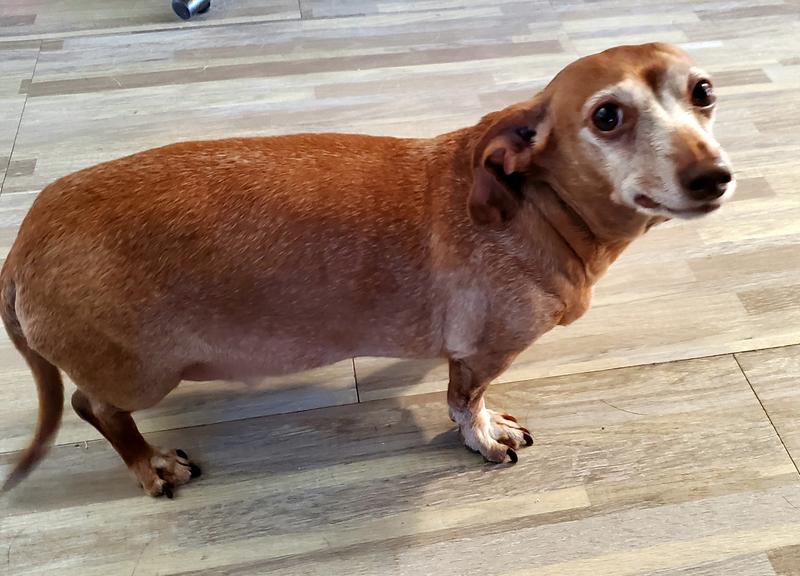 Dobby is 16 years old
