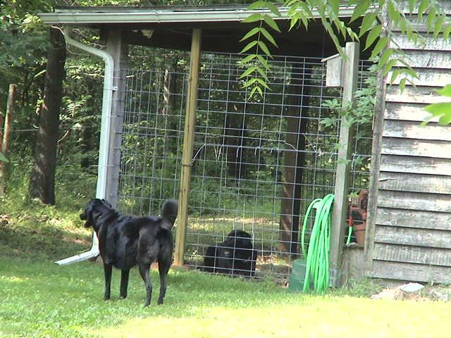 Kennel went up in about an hour.