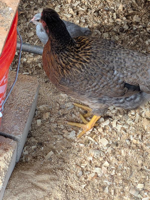 You can see the feed just comes out so fast and just pours our all over the ground.