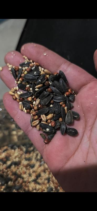 Cool Birds bird seed