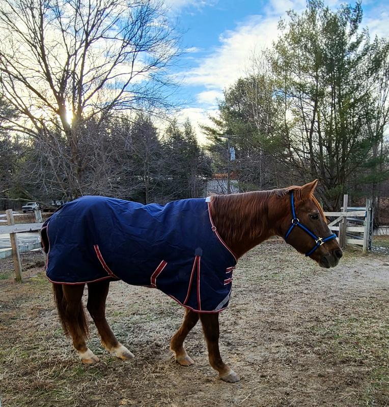 Shiloh sporting his new winter coat.