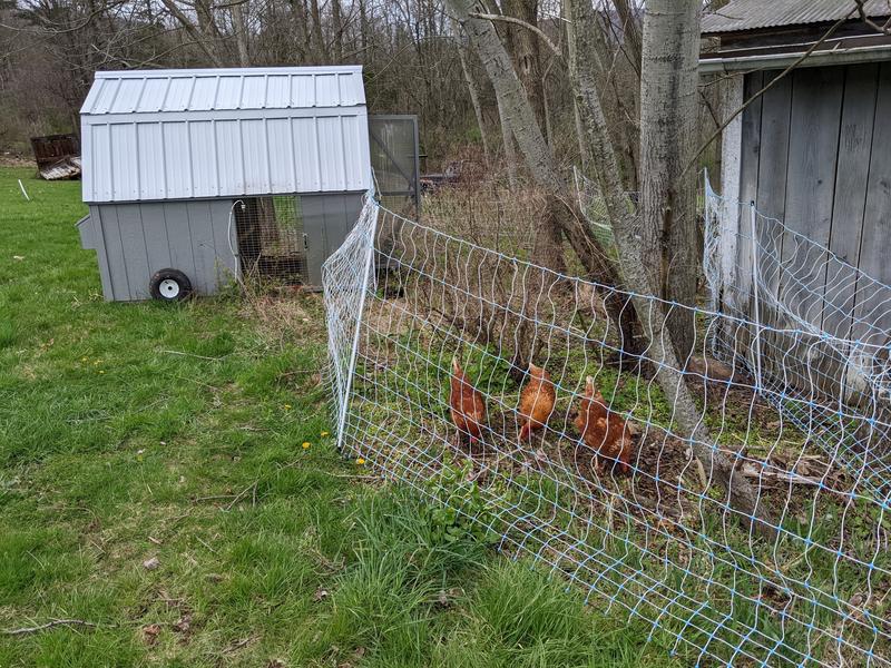 Right after setting up the poultry netting-- it is definitely easier with two people helping, but it was not difficult.