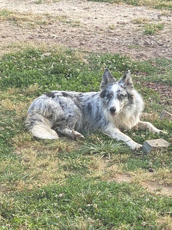 Merlin lives Racheal Rays dog food