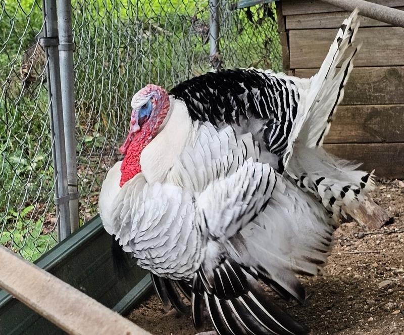 Royal Palm turkey