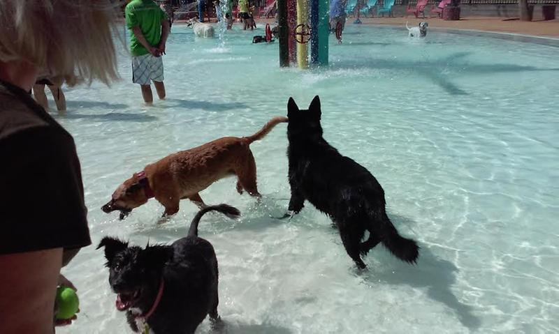 Raven at the swimming pool playing with her sister Copper.