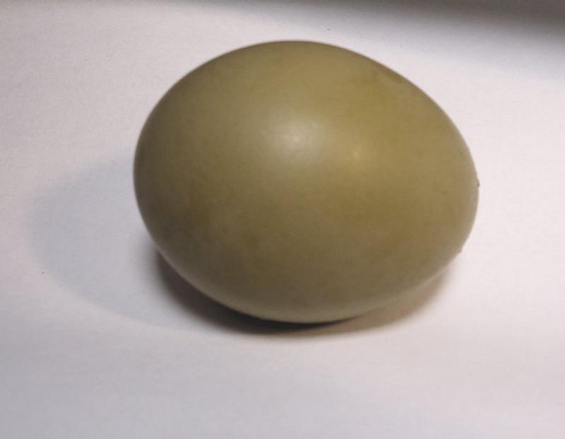 Olive Egg