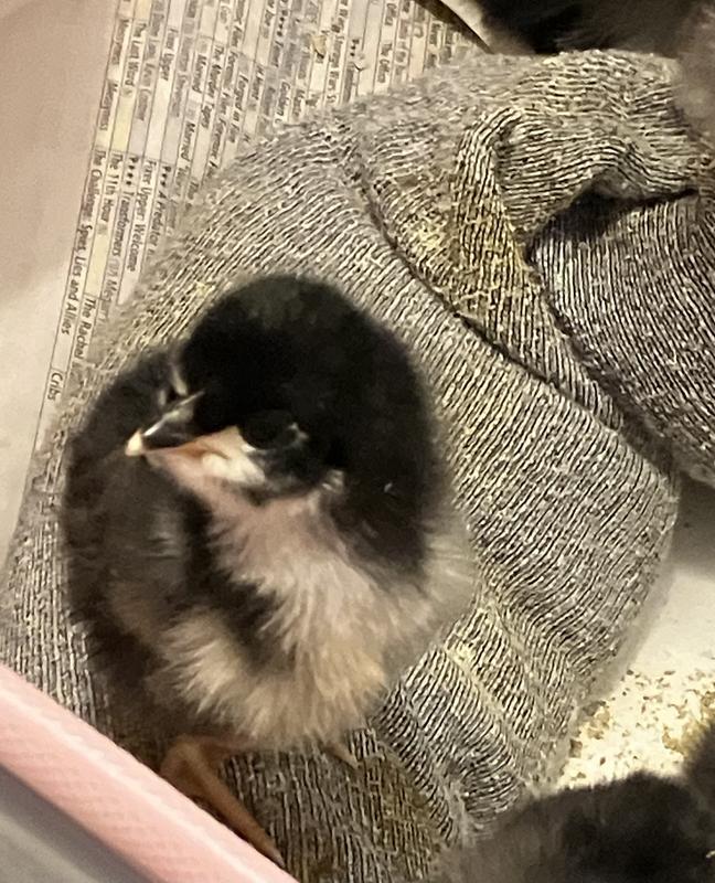 Black Australorp chicks
