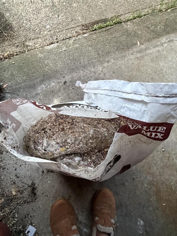Moldy bird seed