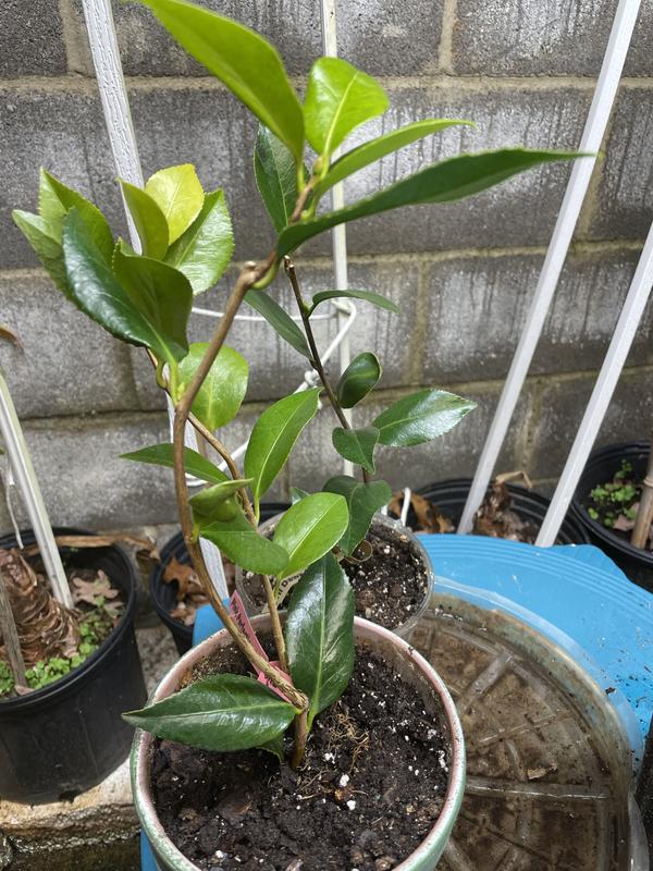 Plant is no more than a cutting!