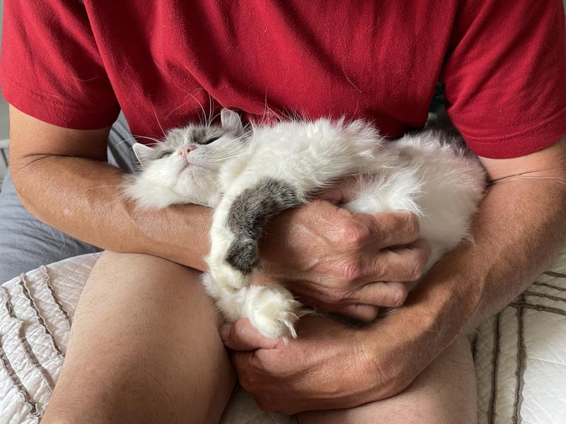 The little fluff ball