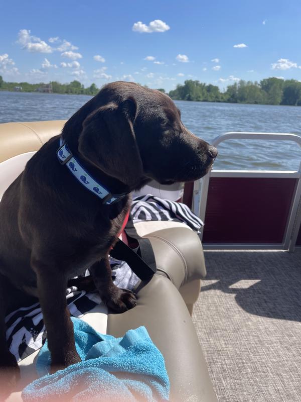 Boating with the Whales