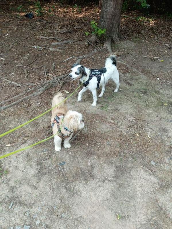 Keeping these boys flea and tick free