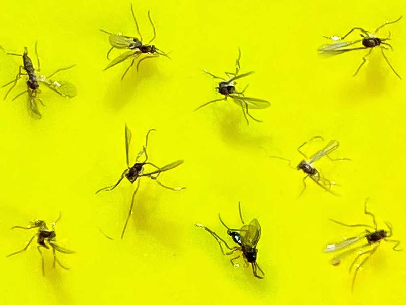 Picture of fungus gnats  REALLY, I need to take a photo!  Please