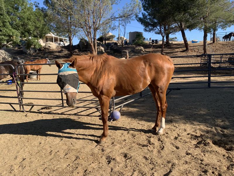 PrettyGood and You Retired Broodmare SHINES!