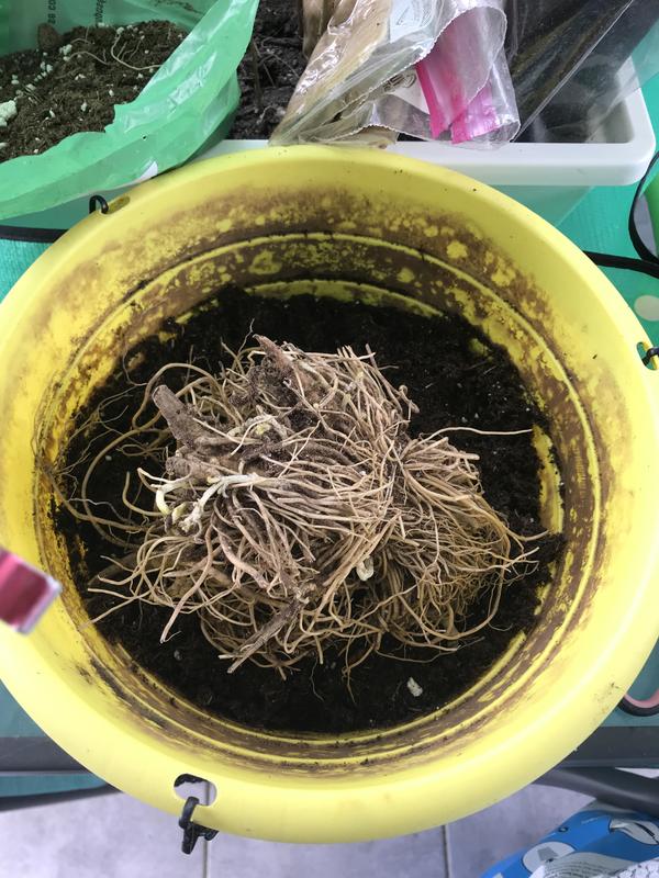 The ball of roots