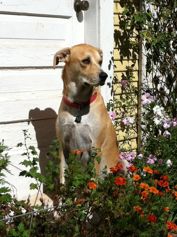 Ellie Mae says "thanks" to TS for carrying these tablets!