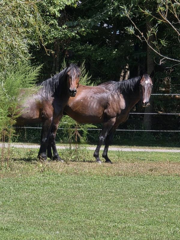31 year old gelding in the fly mask and boots, 23 year old gelding with the star and 8 year old gelding.