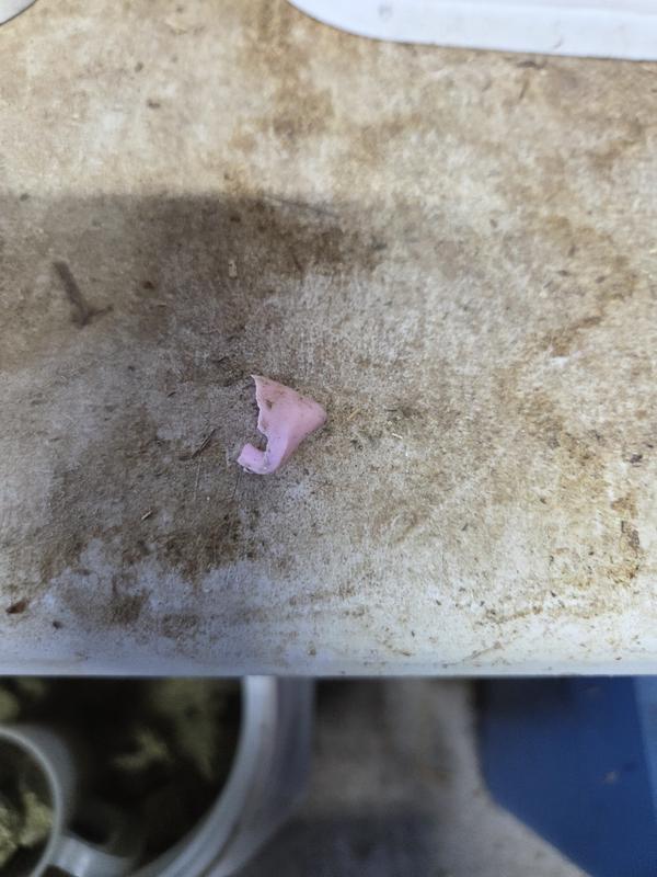 Sharp plastic in Dumor timothy alfalfa hay cubes