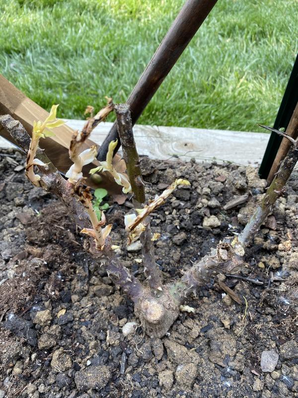 The day of arrival, showing healthy, undamaged early growth.