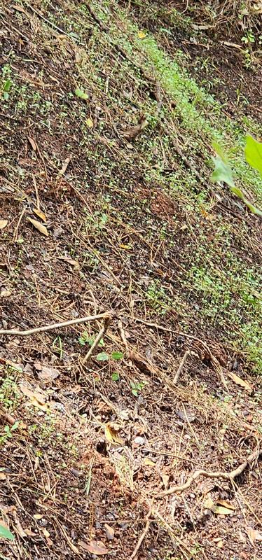 Two days and already growing tall! Raked area and threw seeds down. Lightly covered where I could. Didn't do much to the area at all!