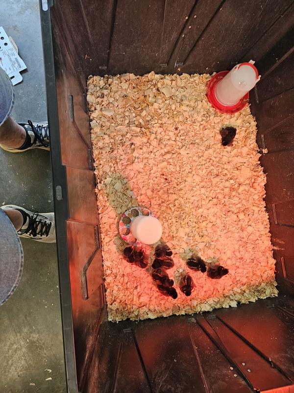 9 good chicks, one dies on arrival.