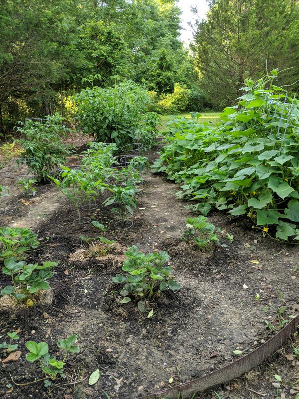 Tomatoes gone wild