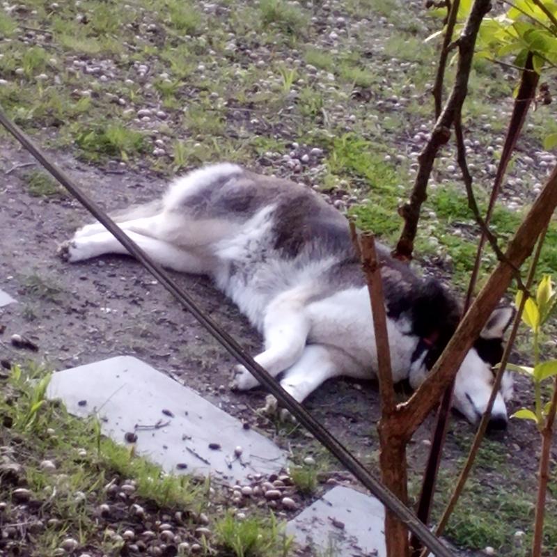 Stuffed!