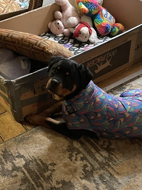 Size small. 45# Rottweiler puppy.