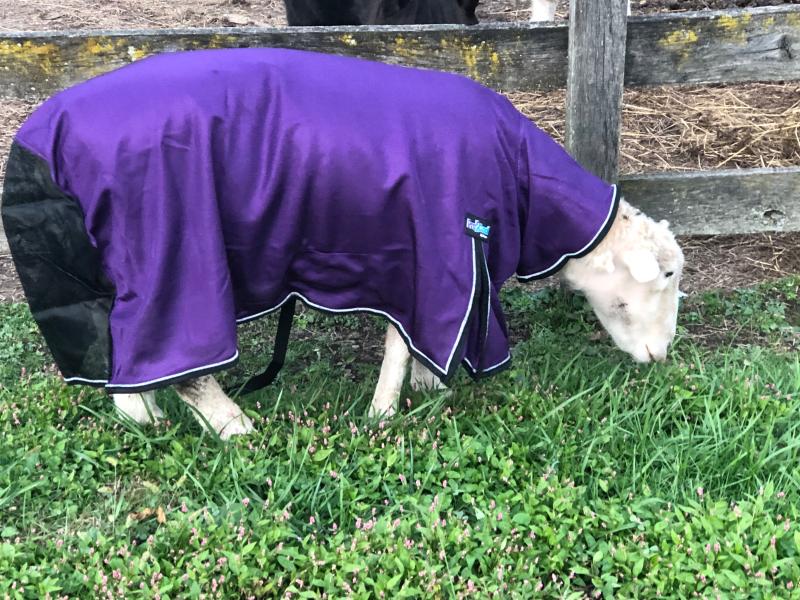 Could have gone with a lg not xlg.