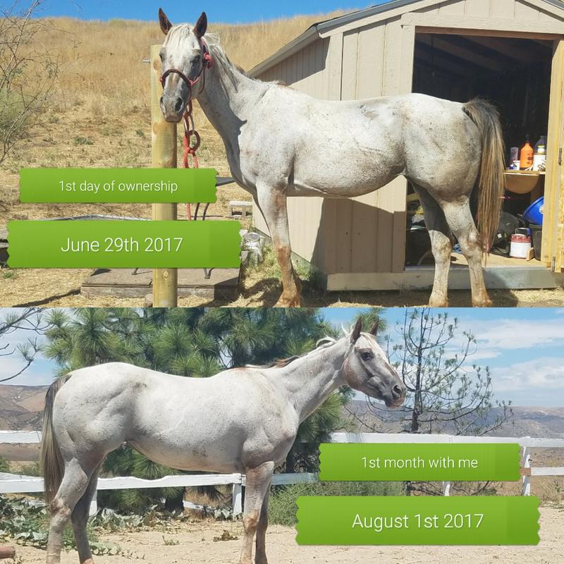 Weyekin, my rescued mare