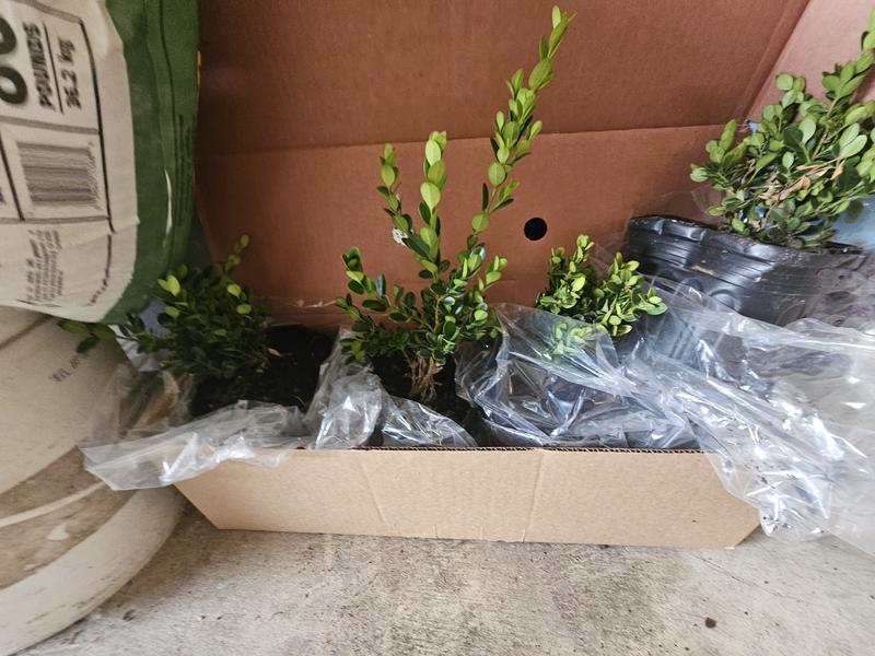 The tree 2.5 gallon  but arrived 1gallon pot and 10 inches tree