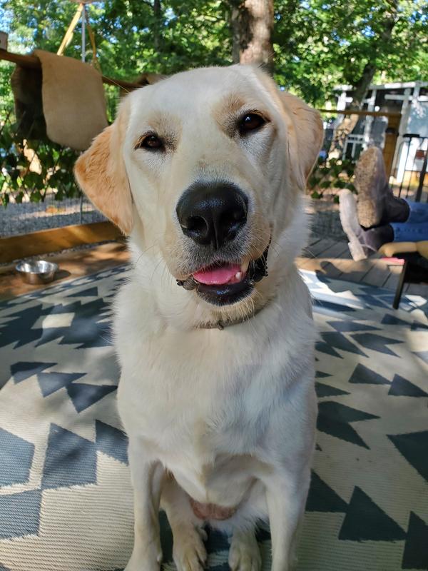 Remy