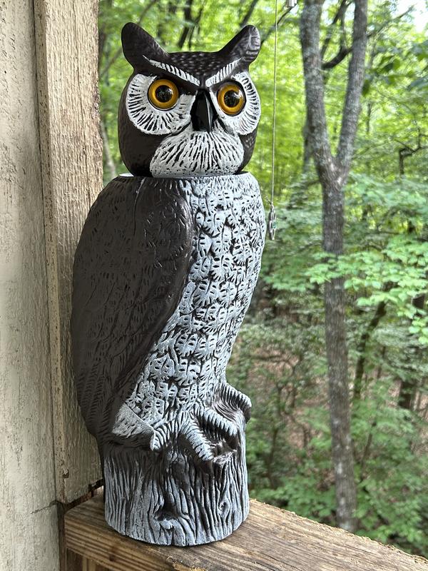 Our owl Bebo