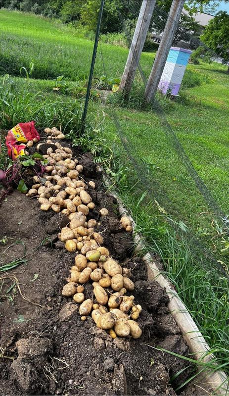 From one small bag of seed