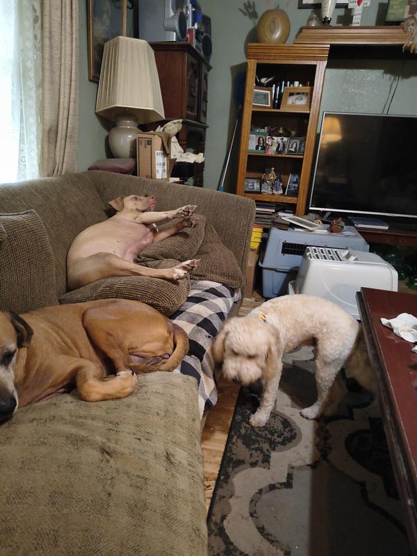 My babies