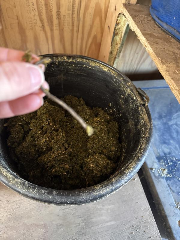 Found in 2 separate bags after soaking cubes.